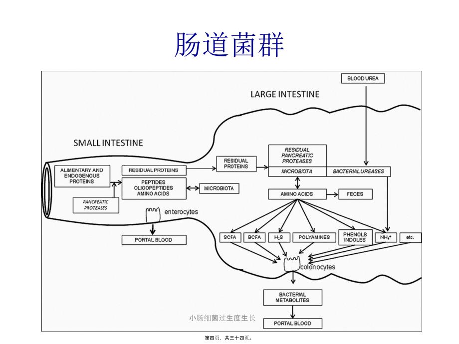 小肠细菌过生度生长课件_第4页