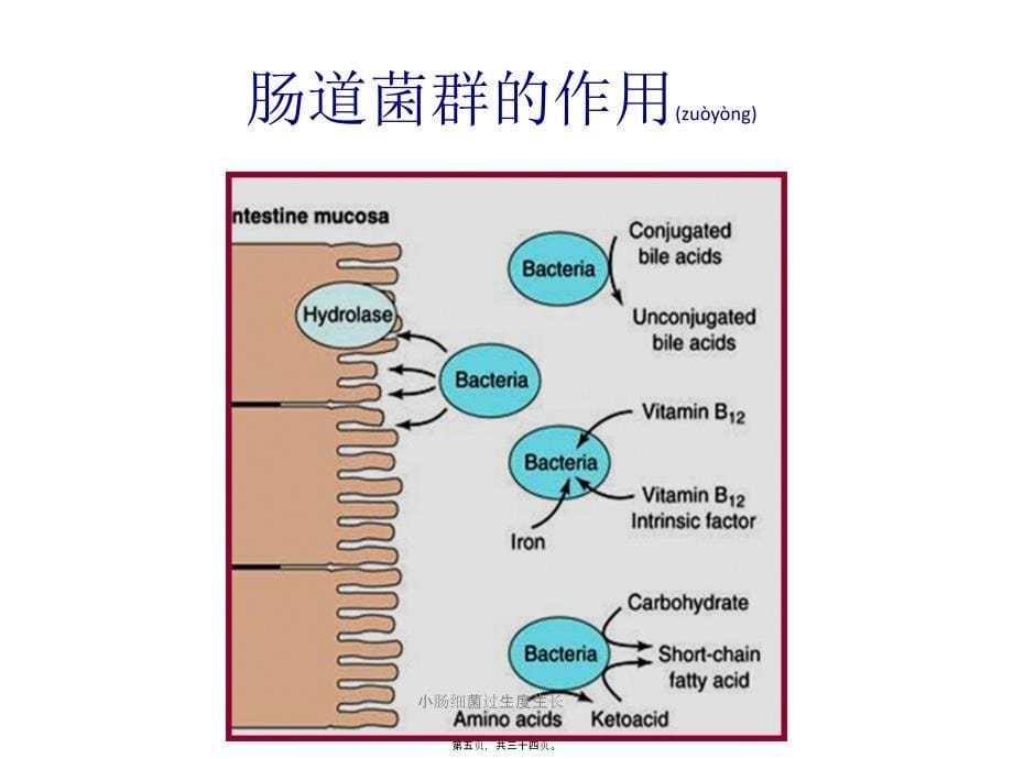 小肠细菌过生度生长课件_第5页