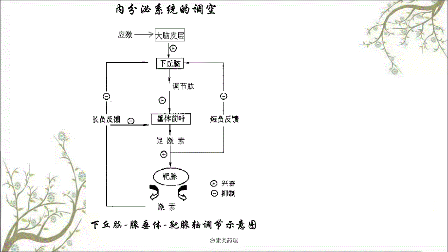 激素类药理课件_第3页