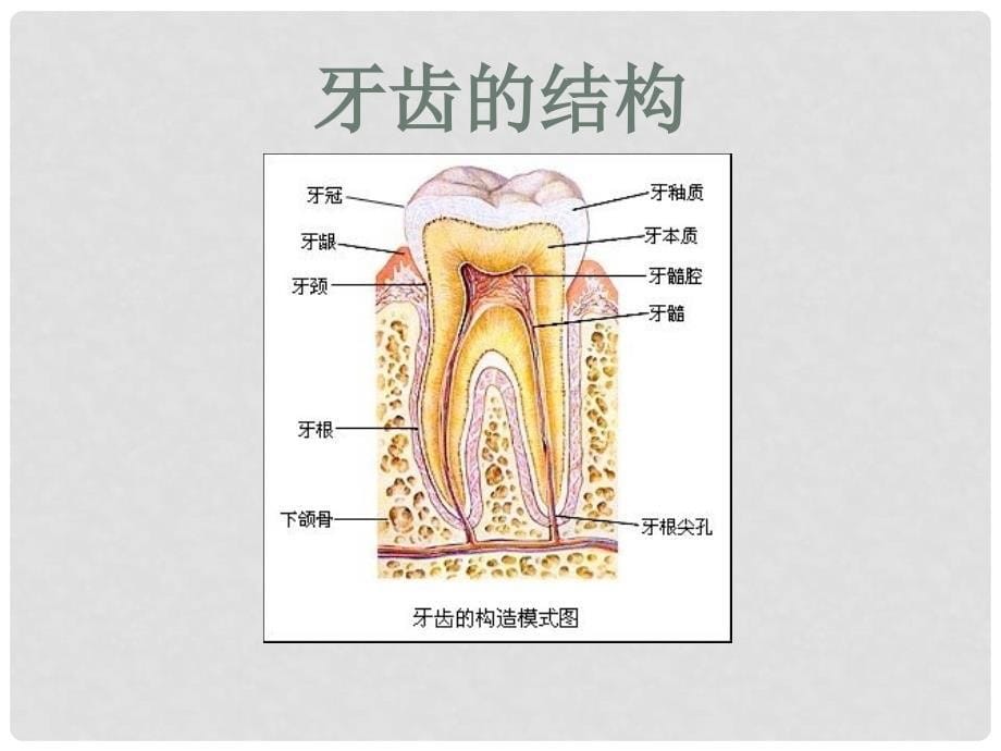 河北省秦皇岛市抚宁县驻操营学区初级中学七年级生物下册 食物在口腔中的消化课件 冀教版_第5页