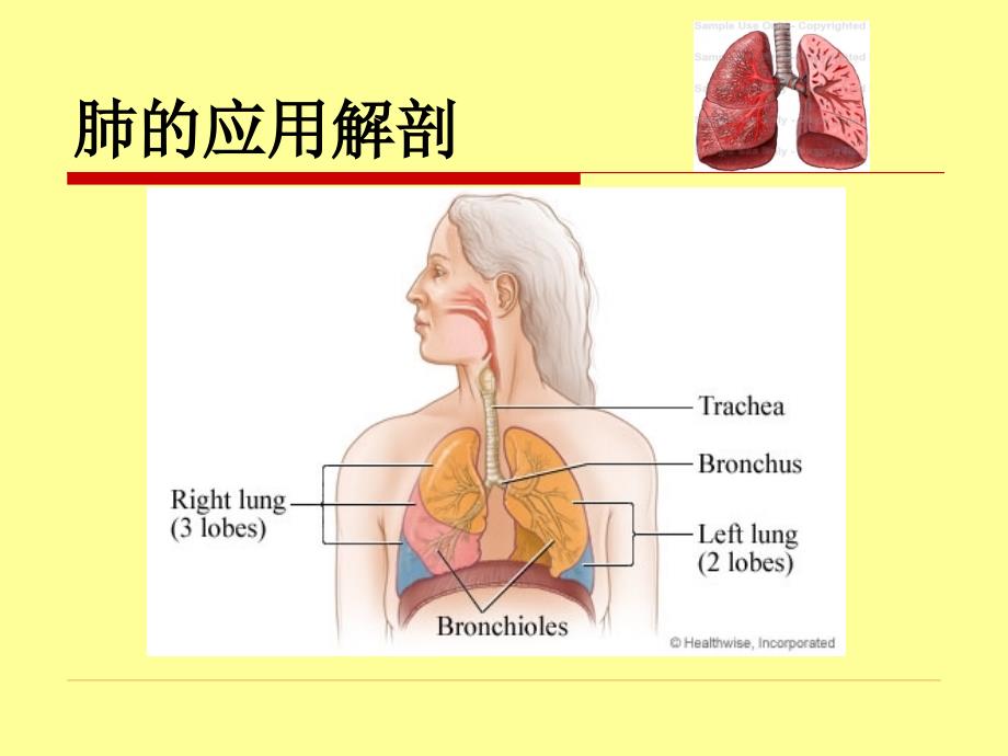 外科学教学课件：肺癌Lung Cancer_第3页