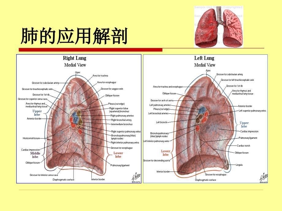 外科学教学课件：肺癌Lung Cancer_第5页