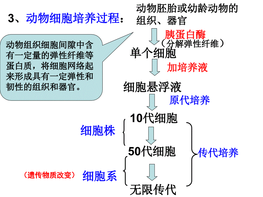 动物细胞工程课件_第4页