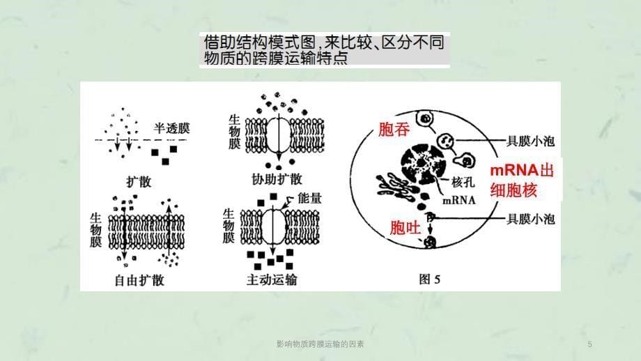 影响物质跨膜运输的因素课件_第5页