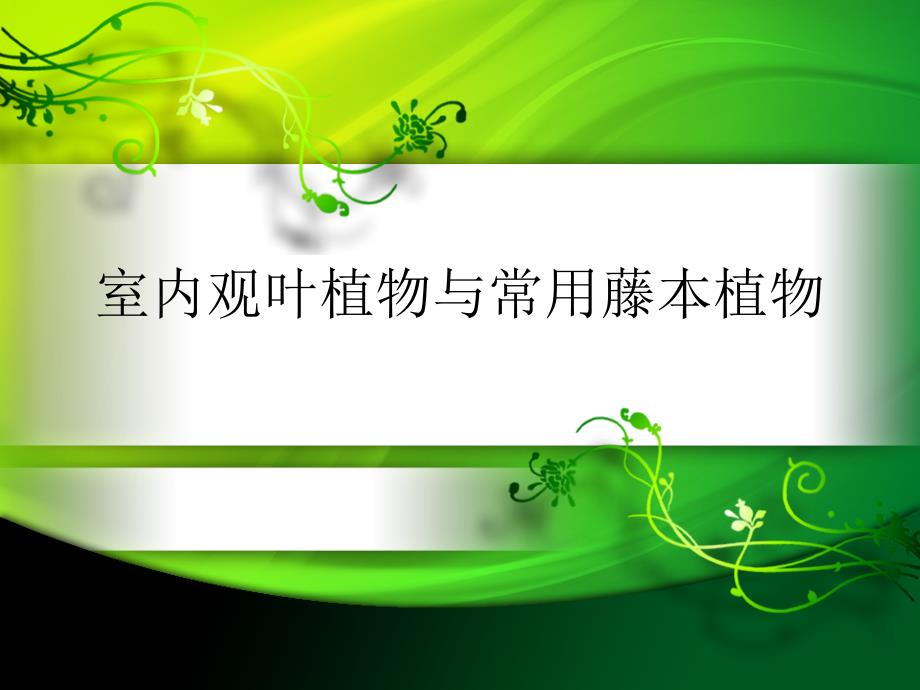 室内常用观叶植物常见藤本植物知识荟萃_第1页