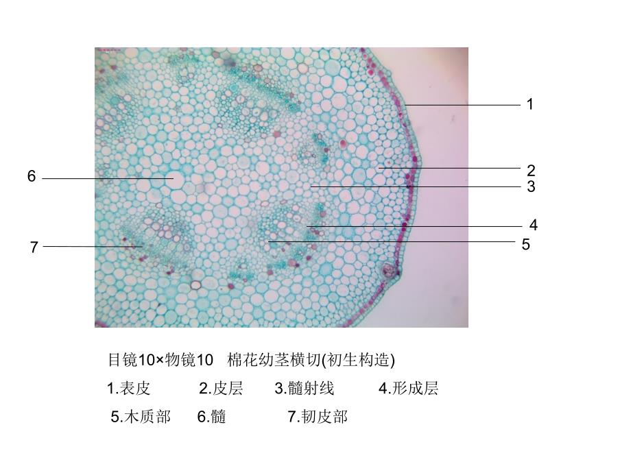 潘晓军药用植物学实验四_第1页