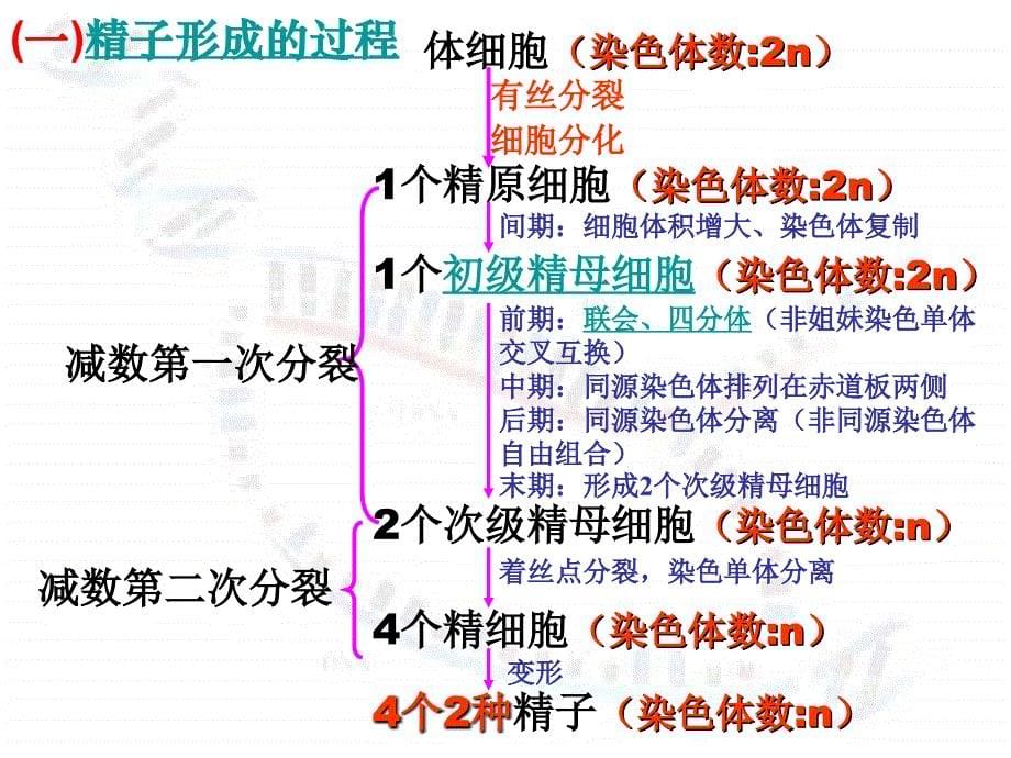 2.1减数分裂和受精作用复习课件1[精选文档]_第5页