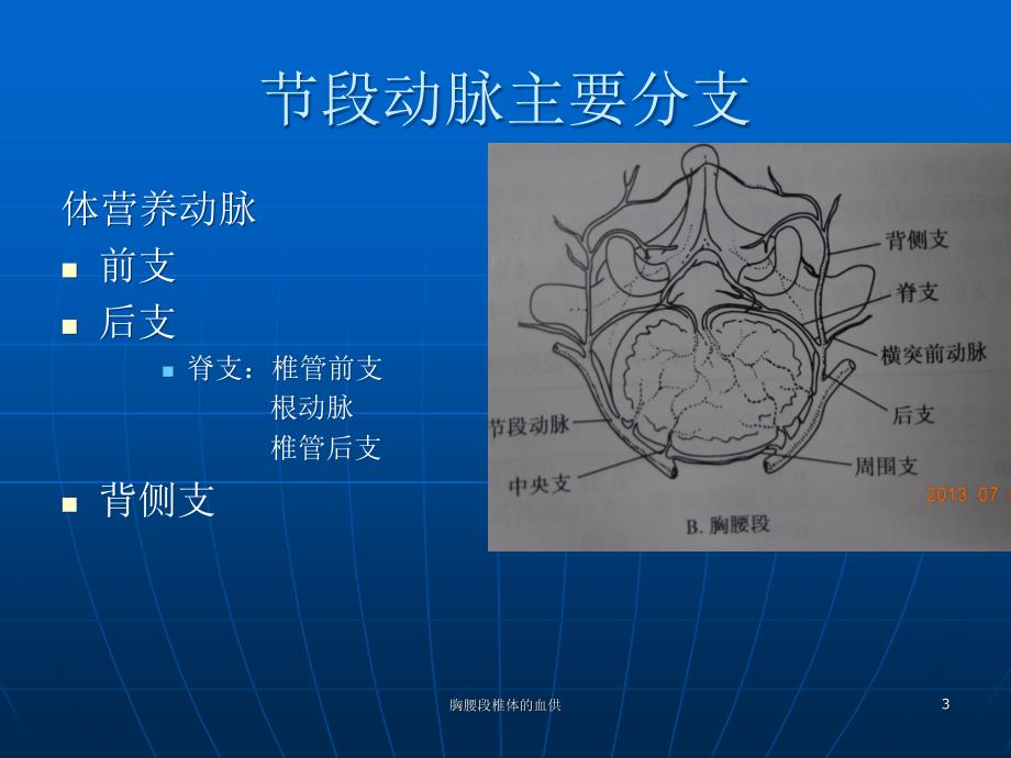 胸腰段椎体的血供ppt课件_第3页