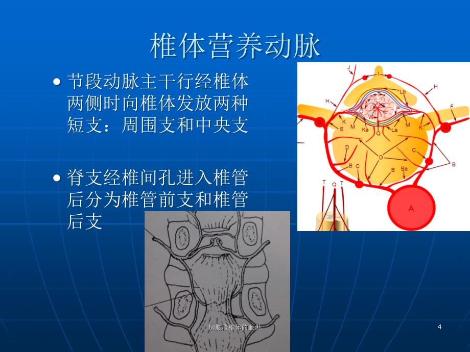 胸腰段椎体的血供ppt课件_第4页