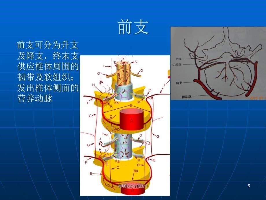 胸腰段椎体的血供ppt课件_第5页