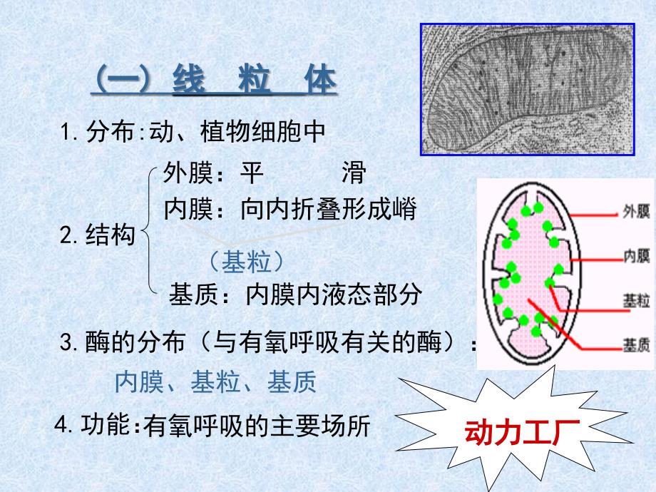 细胞器系统内的分工合作课件_第3页