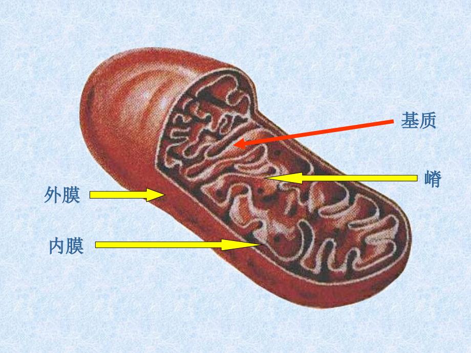 细胞器系统内的分工合作课件_第4页