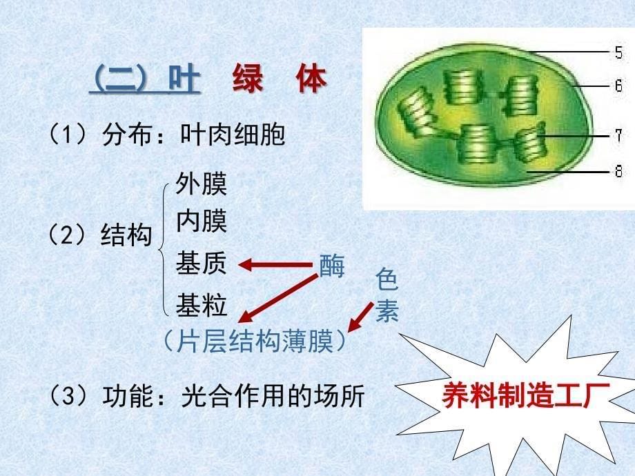 细胞器系统内的分工合作课件_第5页