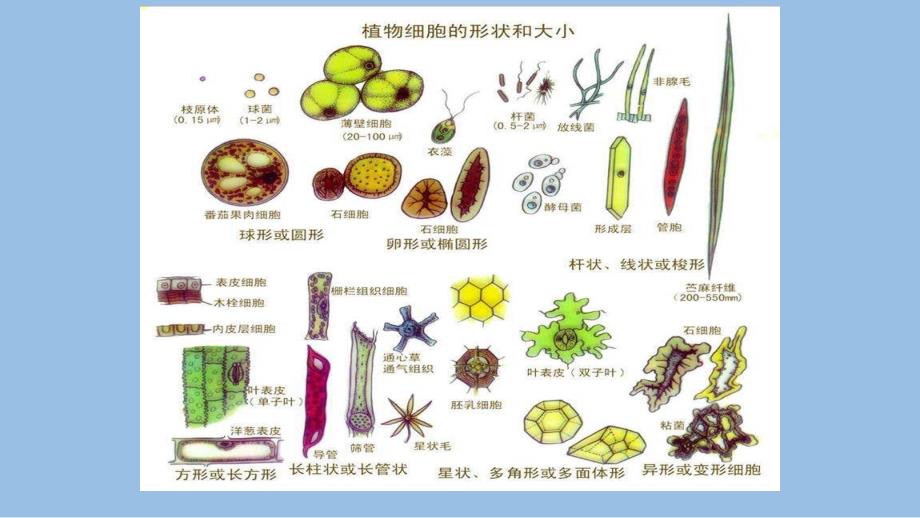 (高三第一轮复习)细胞的多样性和统一性_第4页