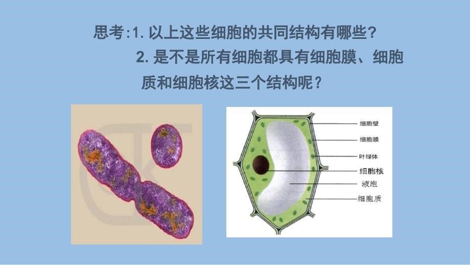 (高三第一轮复习)细胞的多样性和统一性_第5页