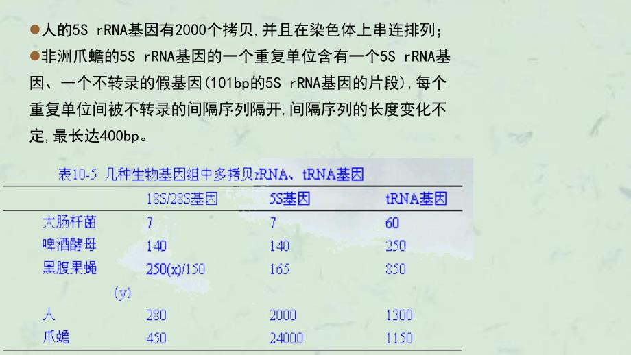 人类基因组中的假基因课件_第4页