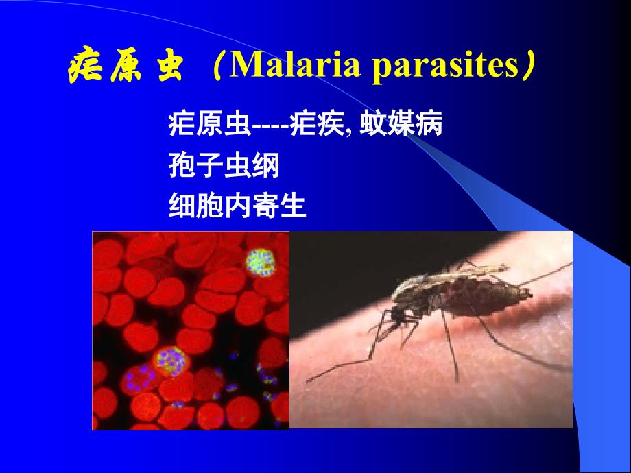 人体寄生虫学：疟原虫（Malaria parasites）_第1页