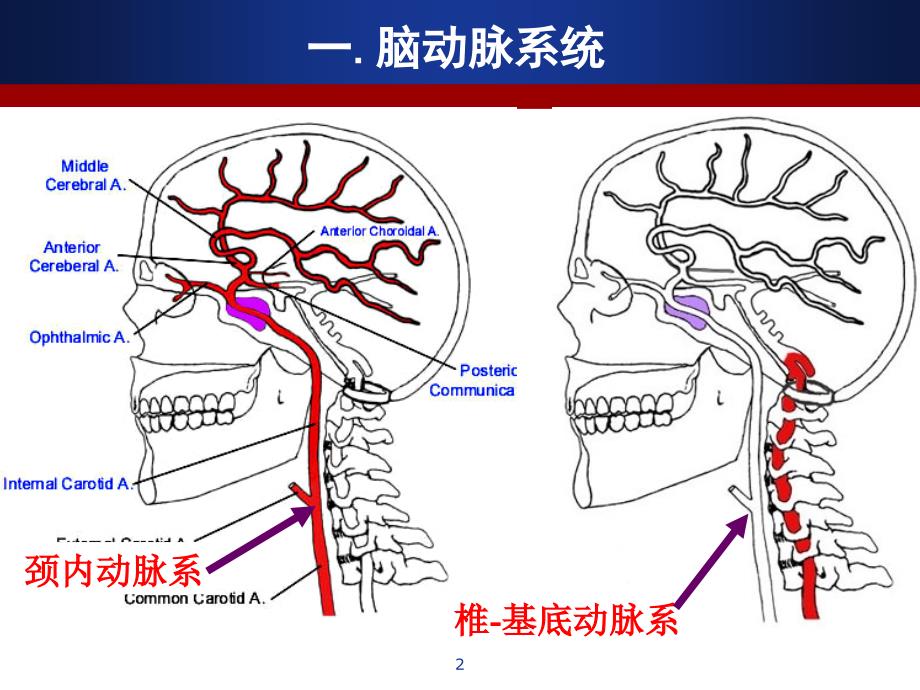 （精选课件）脑血管解剖及DSA阅片解读_第2页