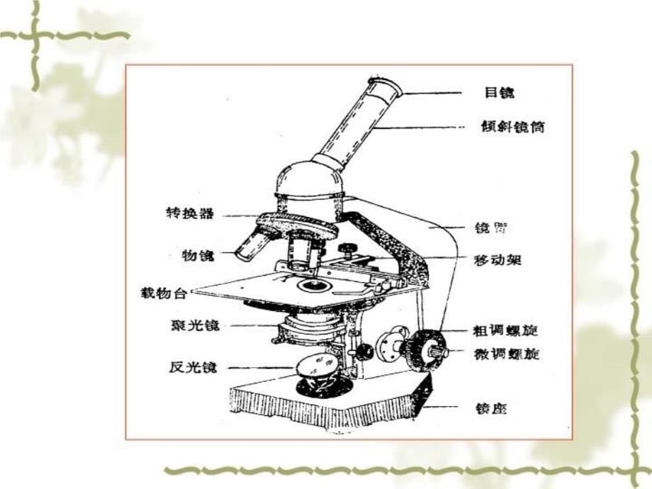 最新实验一、显微镜油浸系物镜的使用及细菌形态观察PPT课件_第5页