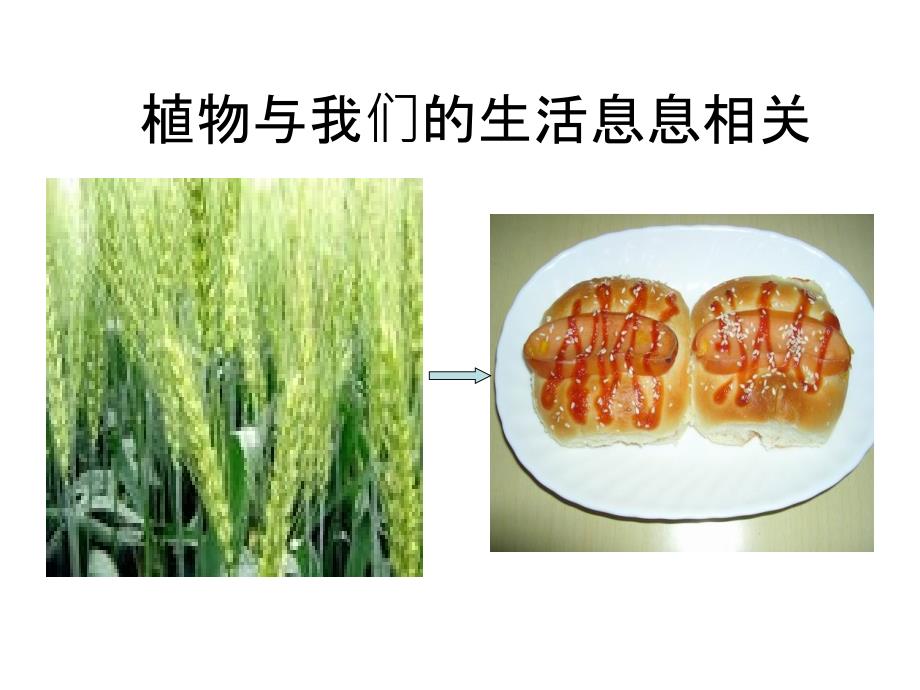 生物多样性的意义_第4页