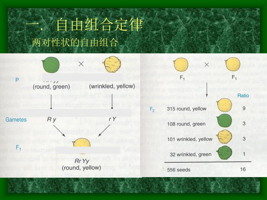 第四章自由组合定律_第3页