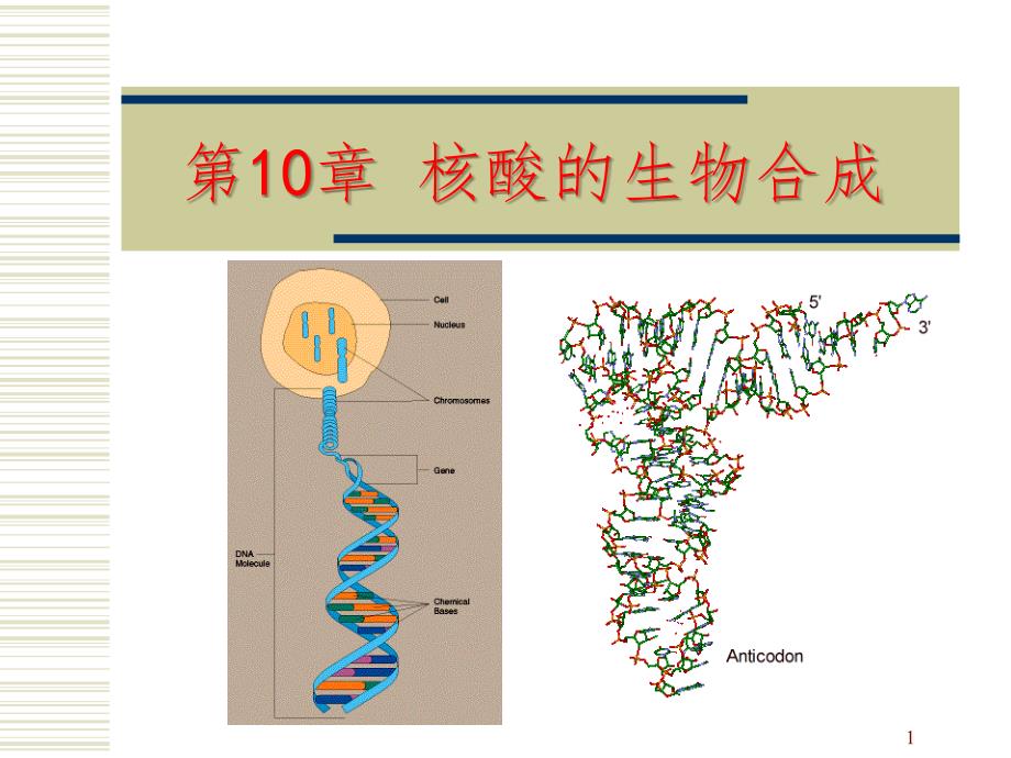 核酸生物合成PPT课件_第1页