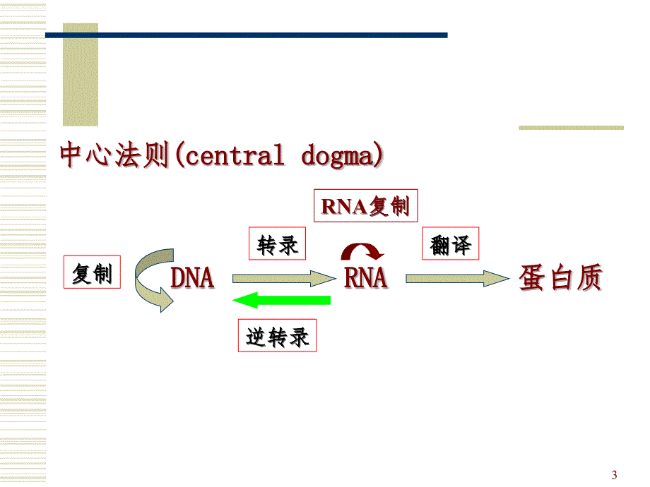 核酸生物合成PPT课件_第3页