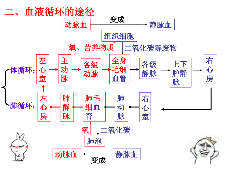 已修：输送血液的泵-心脏(第二课时)课件_第3页