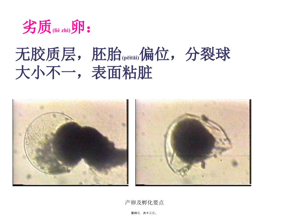 产卵及孵化要点课件_第4页