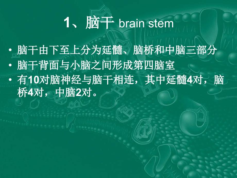 中枢神经系统解剖_第4页