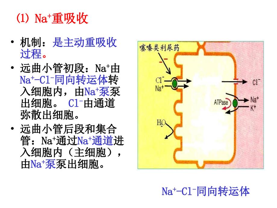 《尿的生成与排出》PPT课件_第4页