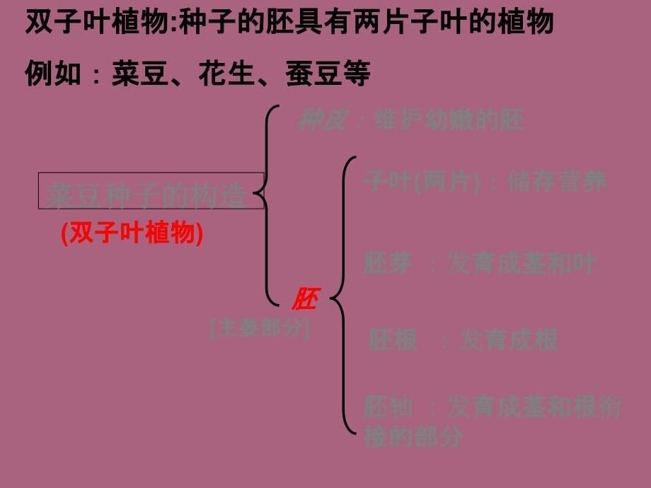 三年级下册科学科第二章第1课植物的种子人教版.ppt课件_第5页