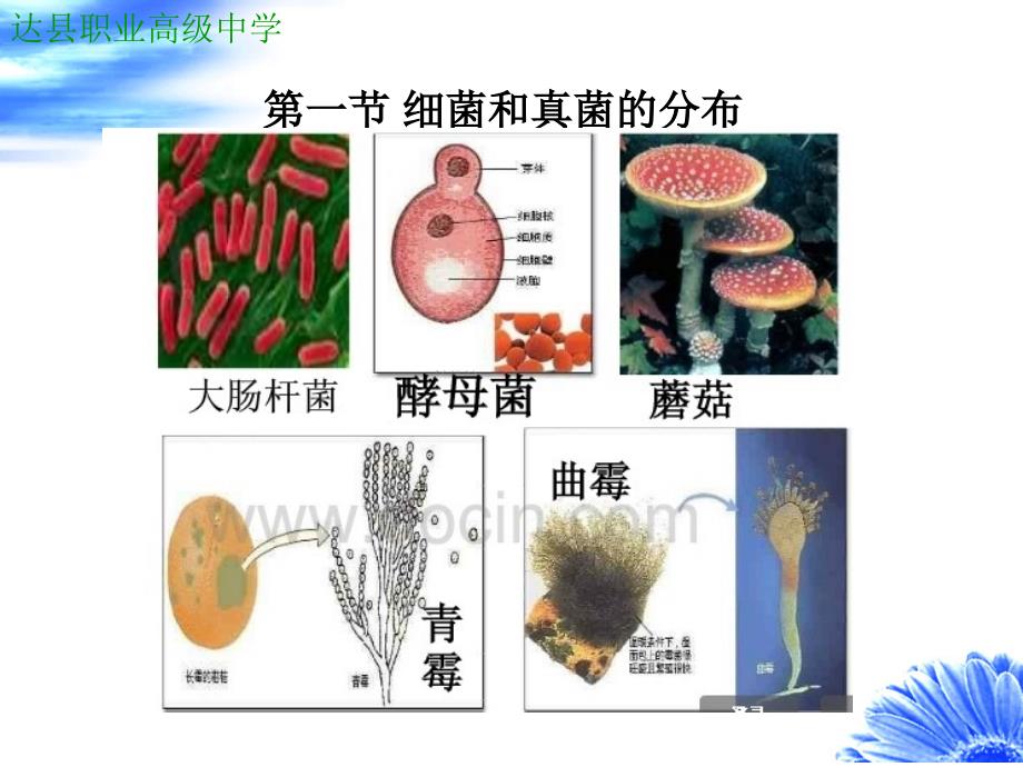 八年级第六单元：细菌和真菌_第3页