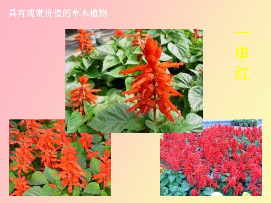 花卉栽培技术_第4页