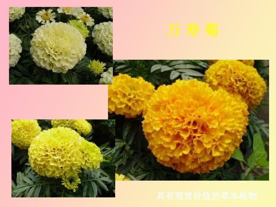 花卉栽培技术_第5页