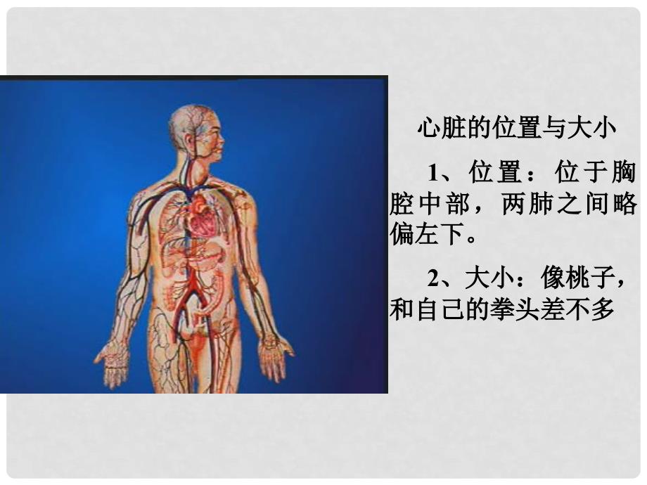 七年级生物下册 4.4.3 输送血液的泵—心脏课件1 （新版）新人教版_第4页