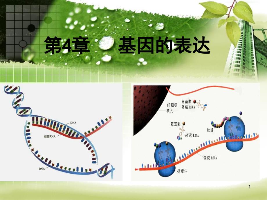 基因指导蛋白质的合成(公开课)分享资料_第1页