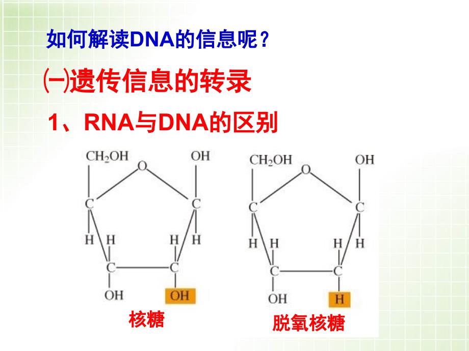 基因指导蛋白质的合成(公开课)分享资料_第3页