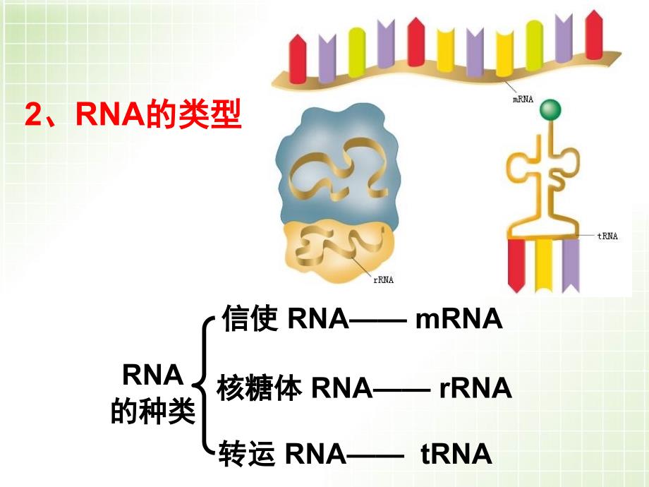 基因指导蛋白质的合成(公开课)分享资料_第4页