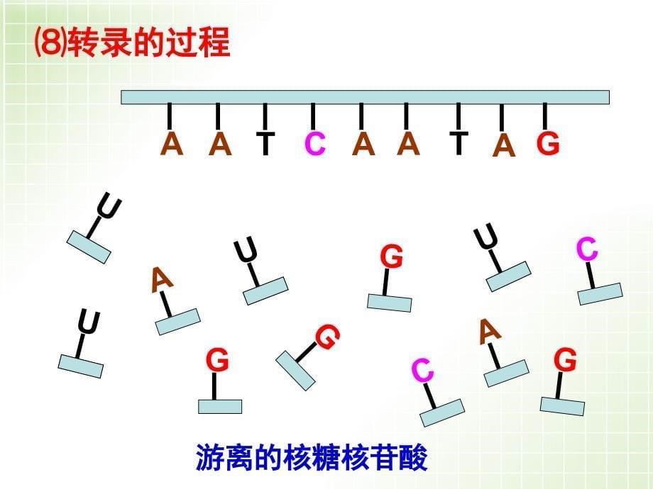 基因指导蛋白质的合成(公开课)分享资料_第5页