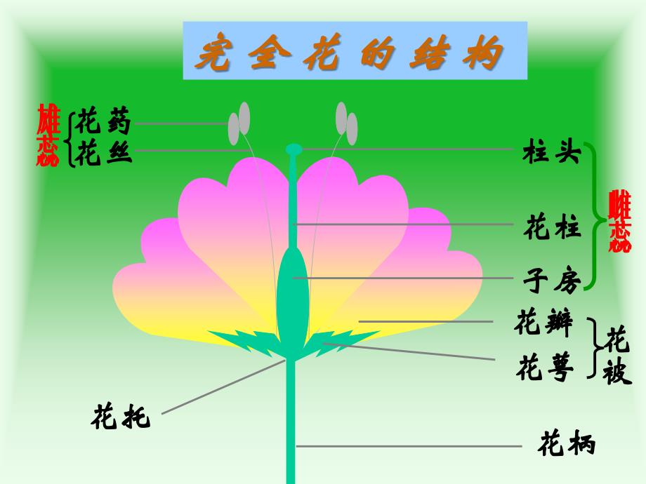 第一章第一节植物的生殖_第2页