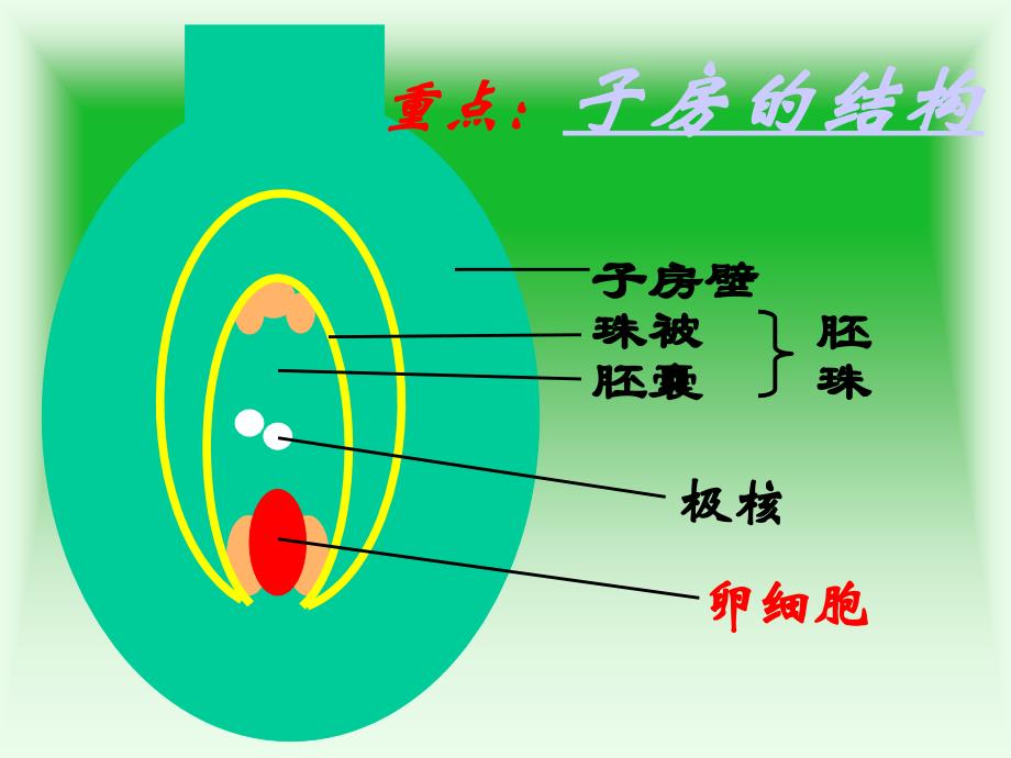 第一章第一节植物的生殖_第3页