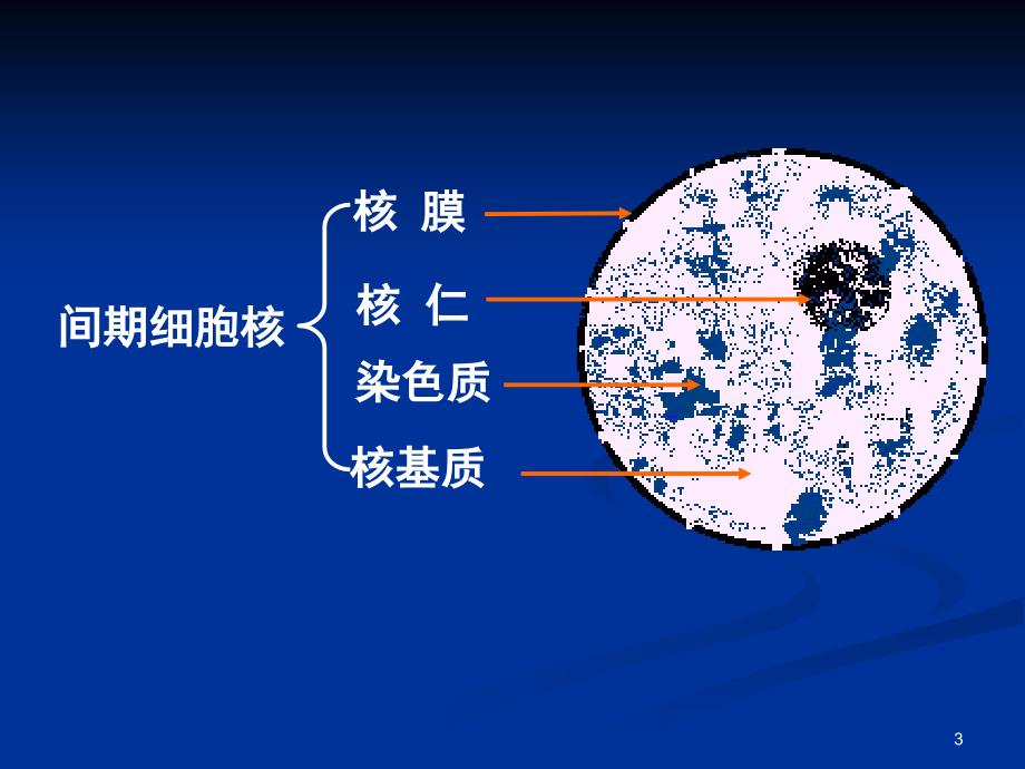 医学细胞生物学ppt课件_第3页