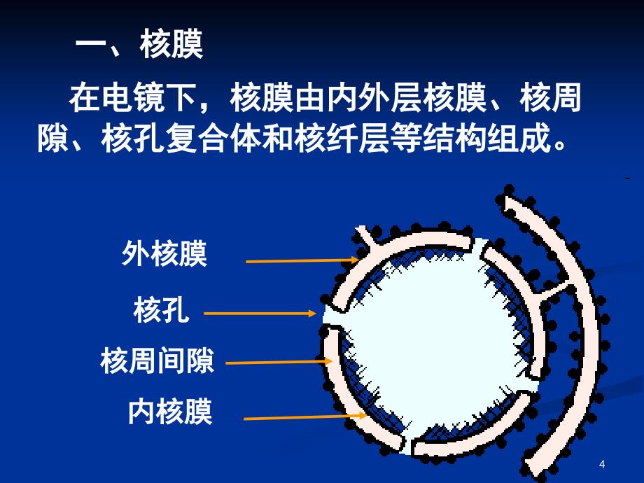 医学细胞生物学ppt课件_第4页