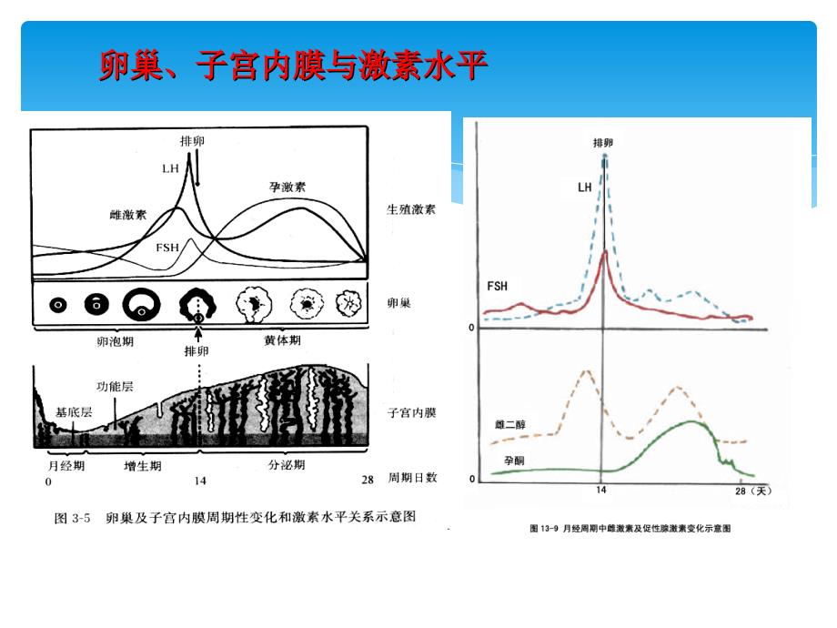 性激素检测临床意义.ppt_第3页