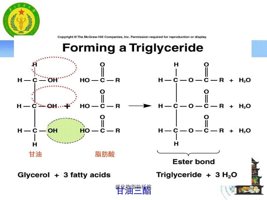 碳化物脂肪纤维课件_第5页