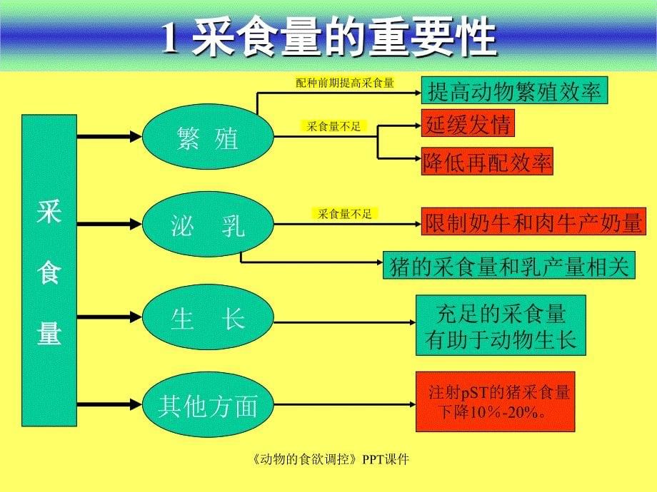 动物的食欲调控课件_第5页