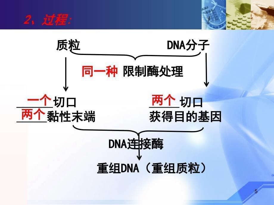 基因工程的操作过程ppt课件_第5页