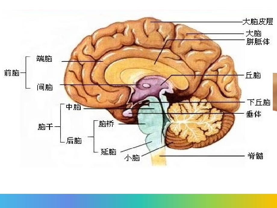 脑干出血护理查房-2月教学文案_第2页