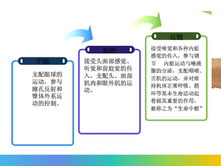 脑干出血护理查房-2月教学文案_第4页